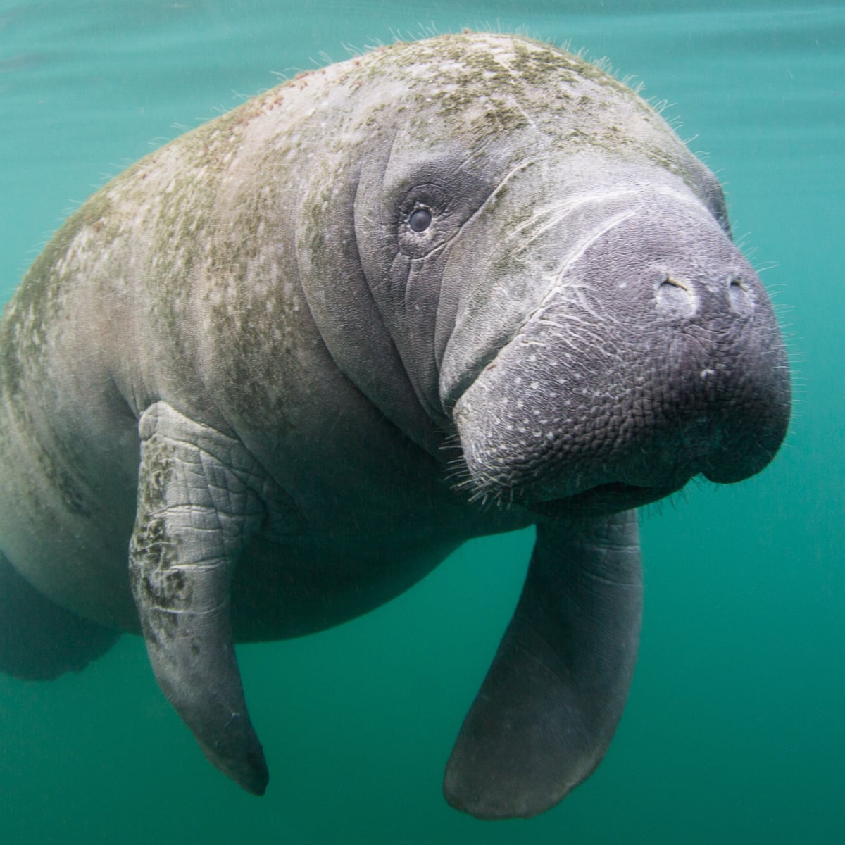 How do you tell the difference between manatees and dugongs?