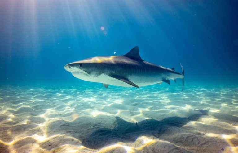 10 Interesting Tiger Shark Facts You Probably Never Knew