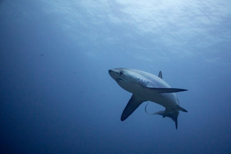 25 Most Endangered Sharks In The World