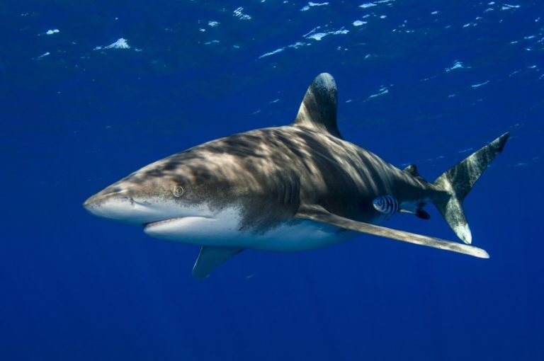 Is There a Bone in a Shark’s Body?